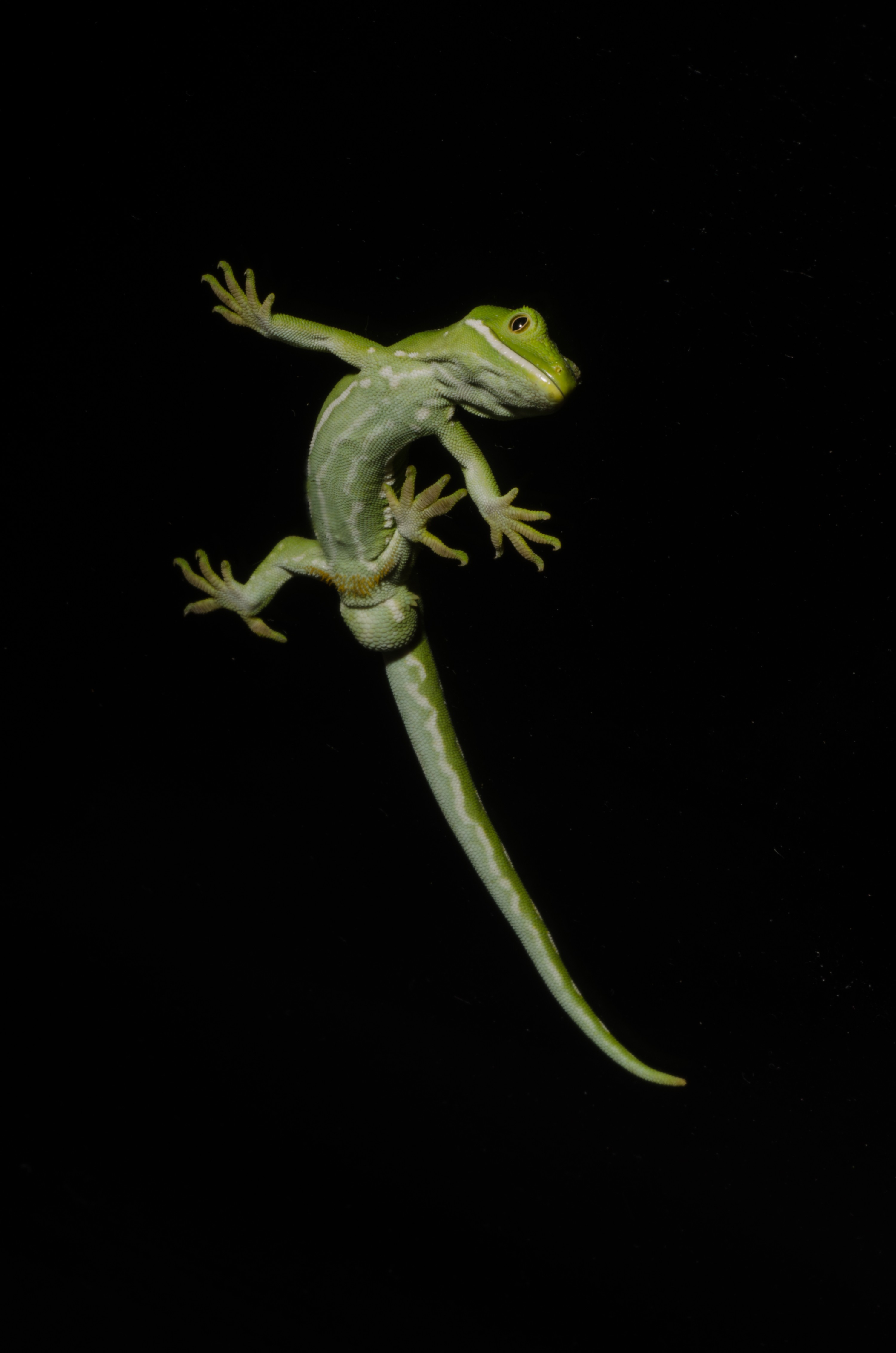 DSC_5408 – Auckland, green, gecko, Naultinus, elegans, elegans, home, lizard, Crispin, reptiles, amphibians, rare, cold, blood, new, new zealand, zealand, nz